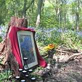 Redon In The Bluebell Wood